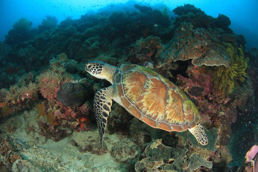 Asian Belgian Dive Resort Moalboal Exterior photo